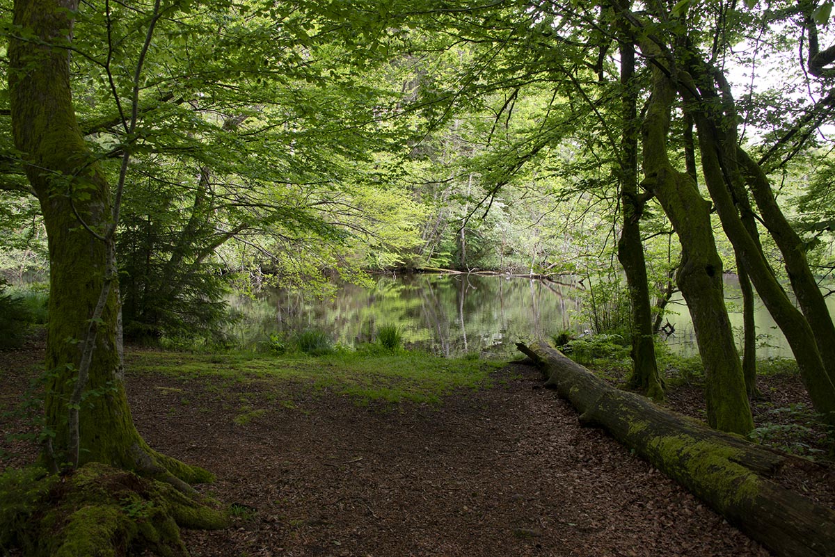 Wald am Ufer